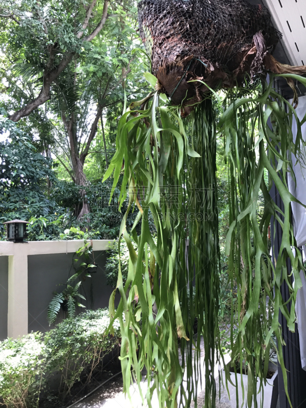 鹿角蕨,鹿角骄傲,垂直画幅,雄鹿,巨大的,附生植物,生物学,雨林,生态多样性,明亮