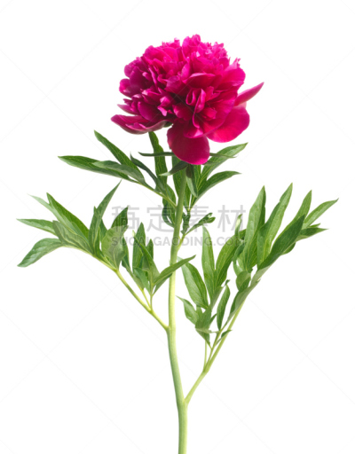牡丹,红色,自然,垂直画幅,绿色,无人,白色背景,背景分离,仅一朵花,自然美