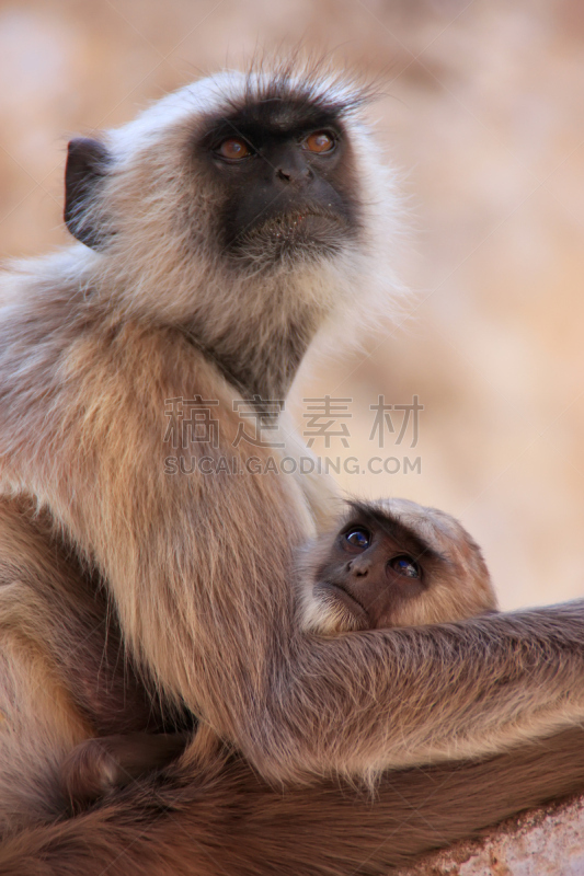 长尾叶猴,普虚卡,寺庙,保姆,大梵天,叶猴 ,垂直画幅,灵性,野生动物,建筑