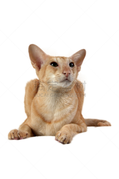 猫,东方人,东方短毛猫,奎格·克本,暹罗猫,垂直画幅,正面视角,美,褐色,注视镜头