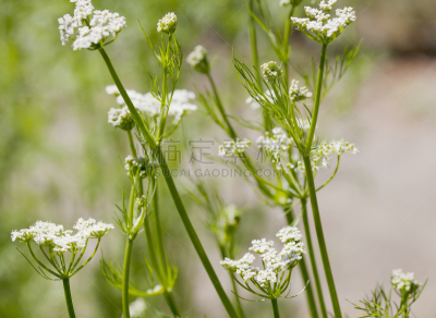 香菜,葛缕子籽,孜然,二年生植物,芳香的,水平画幅,无人,夏天,户外,特写