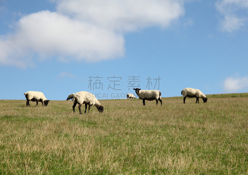 山,绵羊,水平画幅,无人,诺坦普顿郡,英格兰,户外,草,田地,牧场