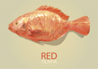 罗非鱼,红色,矢量,自然,淡水,海产,几何形状,清新,食品,平面图形