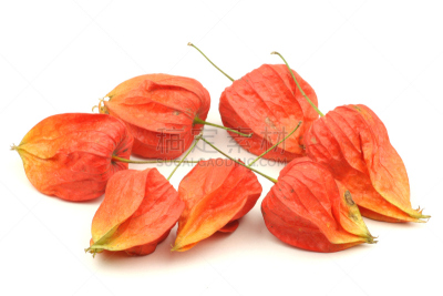 Chinese lantern（ alkekengi ） isolated on white background