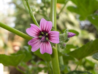 Malva arborea