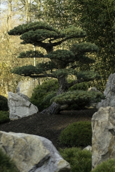 星和园,自然美,传统,景观设计,东方石景花园,枝繁叶茂,禅宗,池塘,花园路,小路