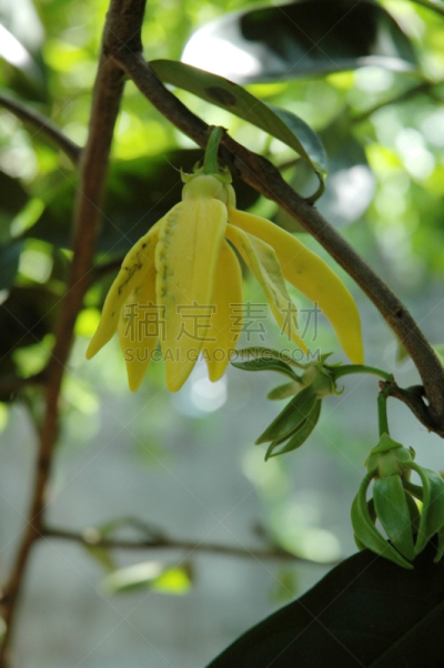 有蔓植物,依兰树,垂直画幅,芳香的,无人,工厂,特写,泰国,花束,植物