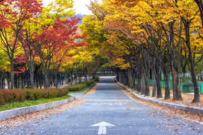 仁川,公园,秋天,宏伟,朝鲜民族,美,水平画幅,枝繁叶茂,户外,韩国