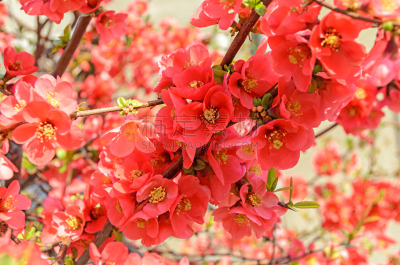 皱皮木瓜,温柏,特写,粉色,户外,茶花,欧洲赤松,美,水平画幅,无人