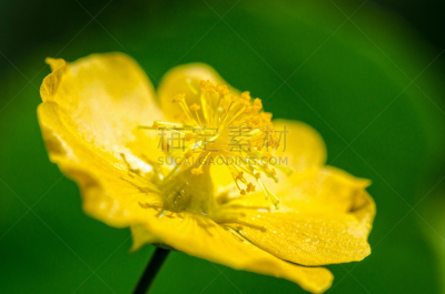 仅一朵花,花粉,小的,黄色,苘麻,水平画幅,无人,夏天,户外,草