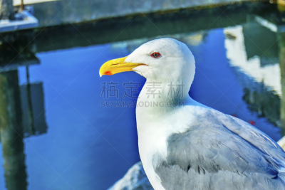 大不列颠哥伦比亚,加拿大,格兰福岛,普通海鸥,温哥华,水,水平画幅,海港,家禽,鸟类