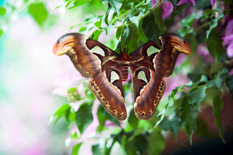 Attacus Atlas moth,  with a wingspan of around 20 â 30 cm they count among the largest insects in the world. You can find them in Southeast Asia.