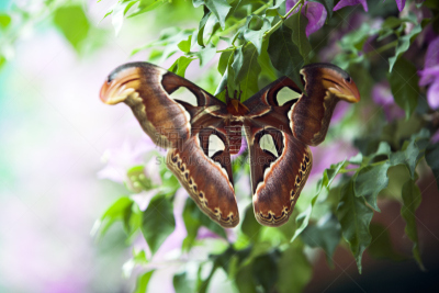 Attacus Atlas moth,  with a wingspan of around 20 â 30 cm they count among the largest insects in the world. You can find them in Southeast Asia.