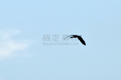鹬,鸟类,鹳,风,水平画幅,无人,符号,夏天,湖,喙