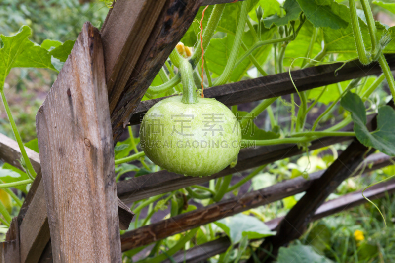 绿色,菜园,南瓜,哈萨克斯坦,健康食物,坚果长面包,食品,图像,素食