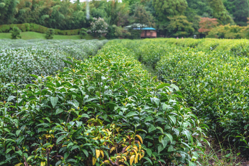 茶树,农业,湿,国内著名景点,旅途,茶叶,绿茶,清新,公园,枝繁叶茂