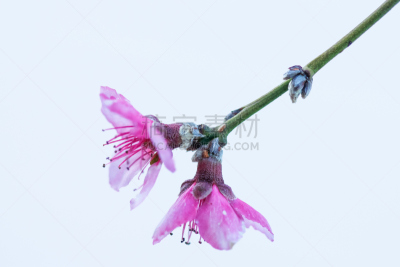 樱花,花粉管,重瓣花,温带的花,水平画幅,无人,特写,仅一朵花,植物茎,春天