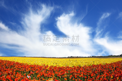 强风,云,天空,美,风,水平画幅,毛莨科,户外,草,毛莨属植物