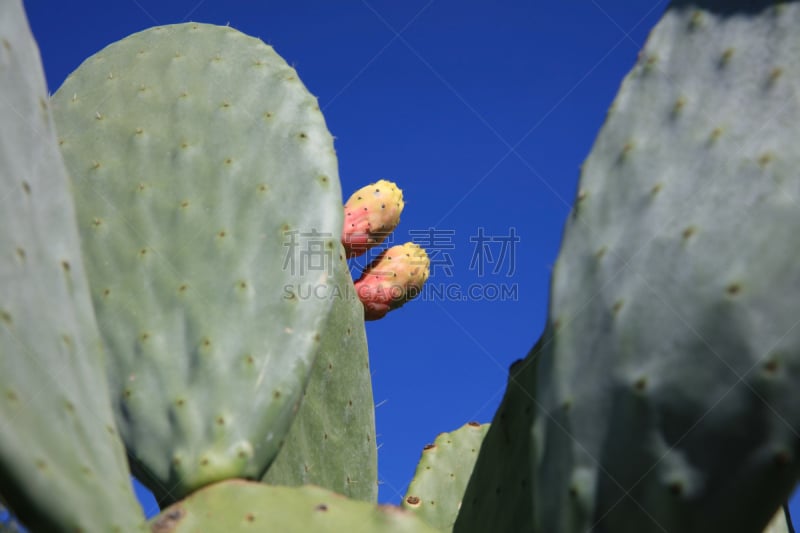 Prickly Pear Fruits on Majorca in Spain