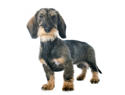 钢毛德国猎犬,小狗,褐色,纯种犬,水平画幅,小的,无人,白色背景,一只动物,影棚拍摄