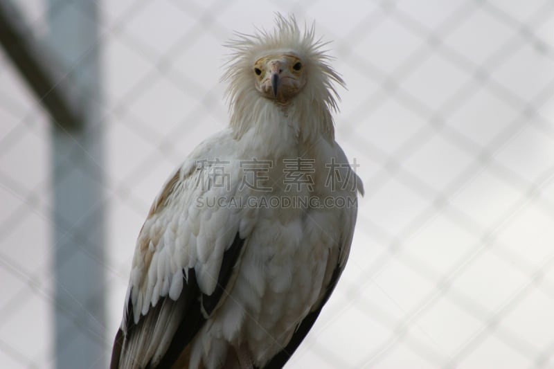 egyptian vulture,公园,野生动物,食肉鸟,水平画幅,无人,鸟类,秃鹰,伊拉特,户外