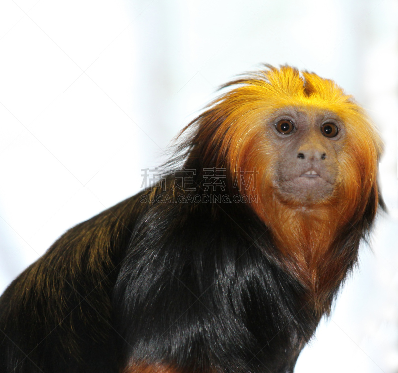 头球,Lion Tamarin,水平画幅,可爱的,猴子,动物身体部位,面部表情,长发,哺乳纲