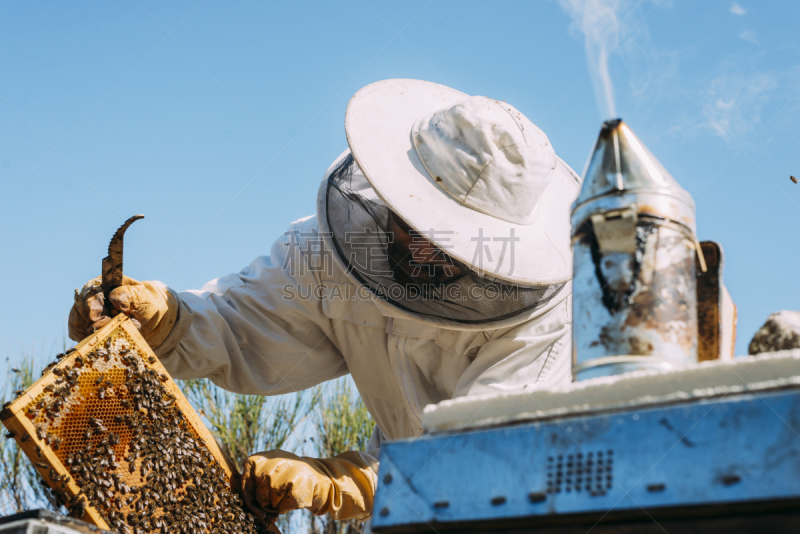 蜂蜜,beekeeper,留白,提举,蜂蜡,蜂王浆,夏天,专业人员,清新,花粉