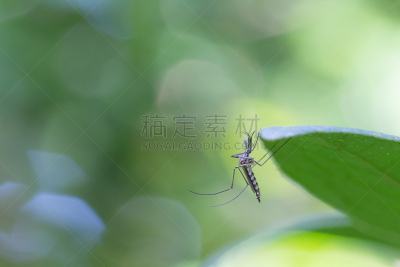 蚊子,叶子,选择对焦,水平画幅,科学,生物学,登革热,头小畸型,昆虫