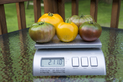 有机食品,多样,heirloom tomato,动物的鳞,红色梨形番茄,牛排西红柿,让路标志,古董,水平画幅,夏天