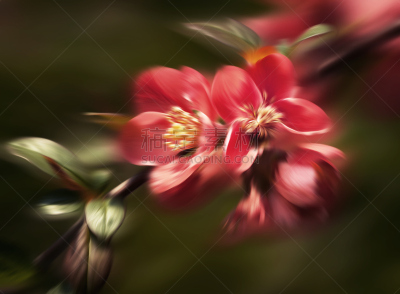温柏,红色,花朵,皱皮木瓜,芳香的,水平画幅,无人,户外,特写,植物