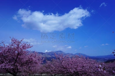 樱桃树,山脉,公园,摄像机拍摄角度,当地著名景点,彩色背景,景观设计,云,枝繁叶茂