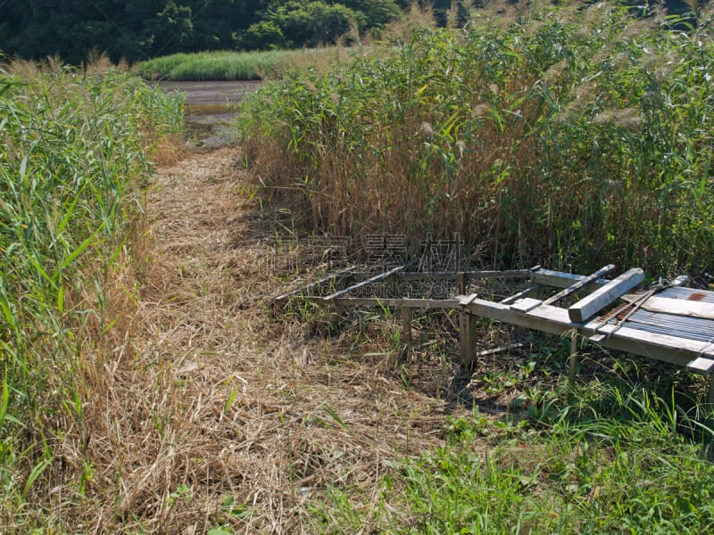 海湾,自然,vulpia grass,水平画幅,地形,无人,路,沼泽,户外,潘帕斯大草原