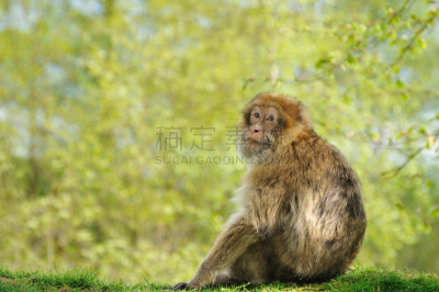 地中海猕猴,绿色,低视角,留白,褐色,野生动物,水平画幅,光效果,无人,散焦