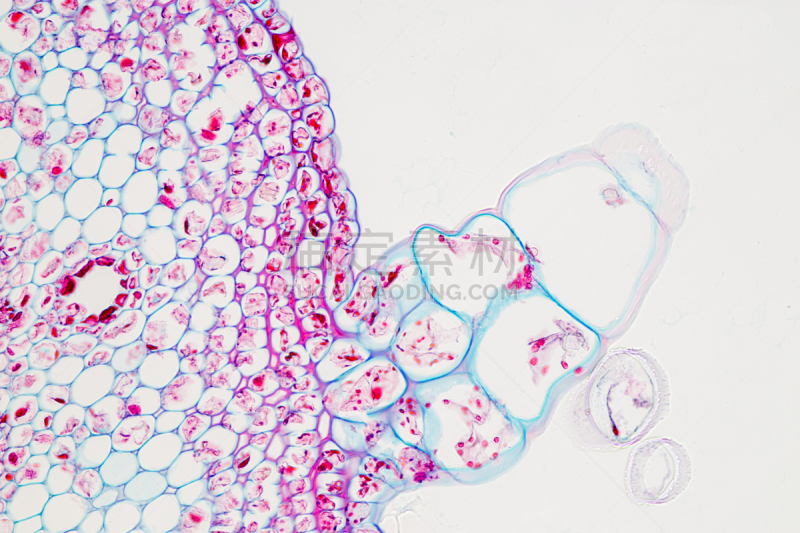 显微镜,在下面,横截面,教室,植物茎,留白,水平画幅,木质部,微生物学,科学