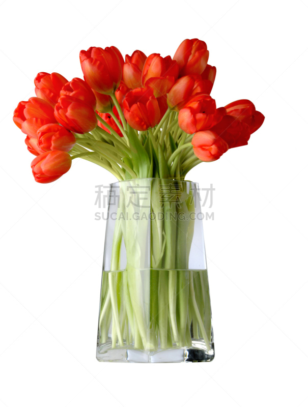 郁金香,垂直画幅,美,玻璃,容器,植物,花头,绿色,玻璃杯