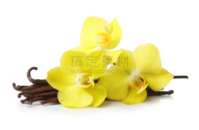 分离着色,兰花,香草兰,香草冰淇淋,褐色,水平画幅,无人,特写,甜点心,白色
