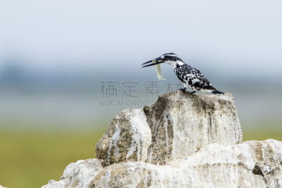 杂色翠鸟,斯里兰卡,水平画幅,无人,鸟类,野外动物,户外,水禽,淡水鸟,自然