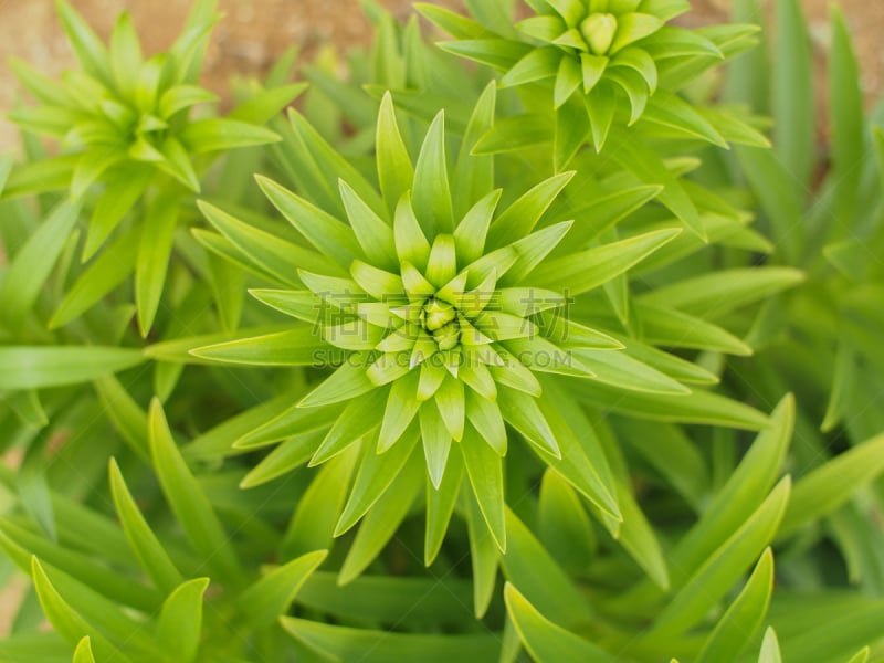 百合花,冲绳县,北岳山,大东,自然,式样,水平画幅,小的,无人,日本