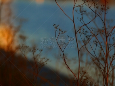 勒哈费尔,法国,水,水平画幅,无人,户外,草,塞纳滨海省,草类,日落时分