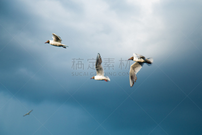 芦苇,河流,平视角,天空,湖,海鸥,羊群,水平画幅,无人,黑背鸥