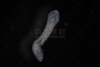 显微镜,淡水,扁形虫,涡虫纲,涡虫,自然,野生动物,水平画幅,生物,无人