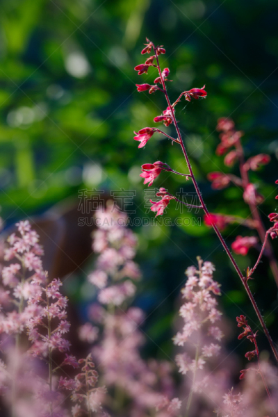 粉色,矾根属植物,花坛,园林,夏天,自然,草原,垂直画幅,风景,图像