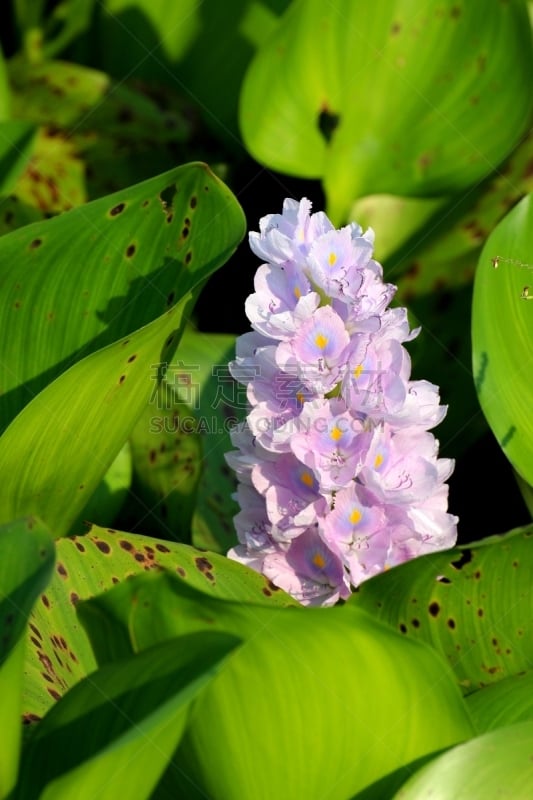 凤眼莲,仅一朵花,纳瓦沙湖,自然,垂直画幅,无人,户外,泰国,植物,2015年