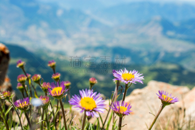 接力赛,背景,自然美,美,水平画幅,无人,夏天,草,特写,花束
