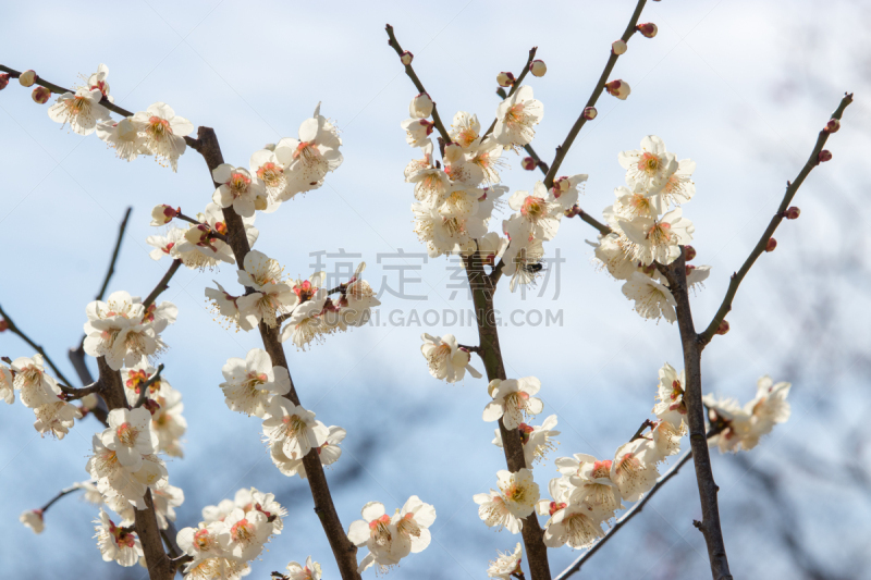 天空,白色,李子,蓝色,美,水平画幅,云,无人,梅花,户外