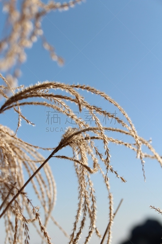 韩国,潘帕斯大草原,垂直画幅,天空,美,eel grass,无人,户外,芦苇,光