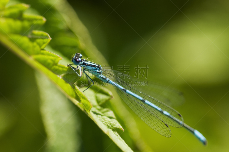 天青豆娘,southern hawker dragonfly,蜻蜓,水平画幅,绿色,蓝色,户外,特写,一只动物,动物