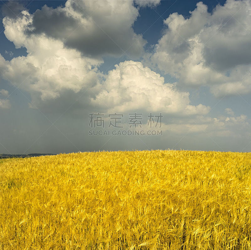 大麦,田地,天空,水平画幅,云,地形,户外,春天,巴丹平原,黄色