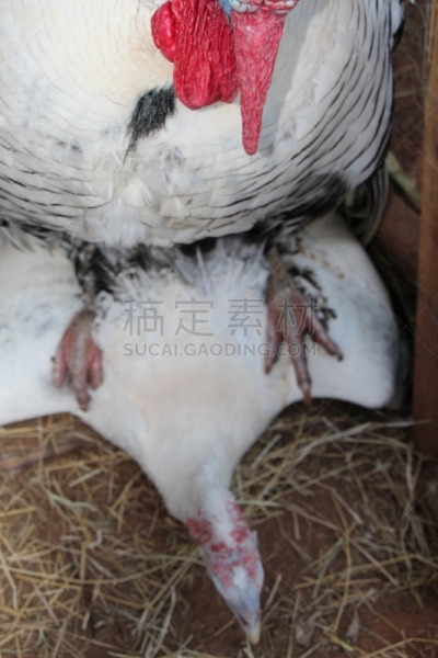 黄掌火鸡,圣伯纳犬,母火鸡,动物交配,美国,水平画幅,家畜,无人,家禽,两只动物