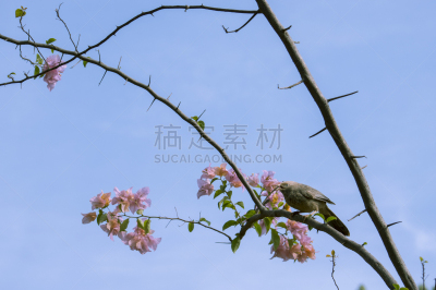 唠叨的人,水平画幅,无人,鸟类,粉色,摄影,花